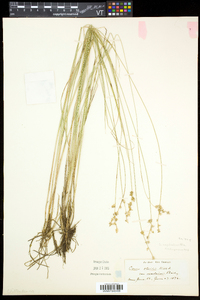 Carex echinata var. echinata image