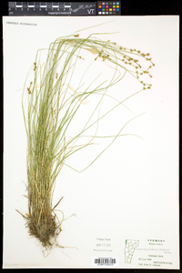 Carex echinata var. echinata image