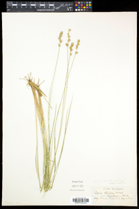 Carex echinata image