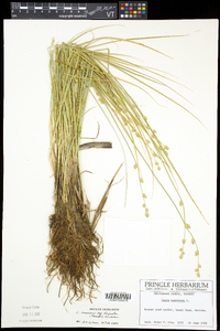 Carex canescens subsp. disjuncta image