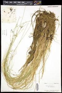 Carex canescens subsp. disjuncta image