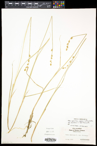 Carex canescens subsp. disjuncta image