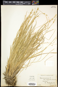 Carex canescens subsp. disjuncta image