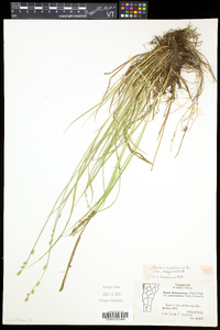 Carex canescens subsp. disjuncta image