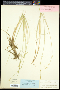 Carex canescens subsp. disjuncta image