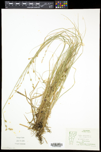 Carex canescens subsp. disjuncta image