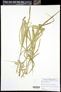 Carex cephaloidea image