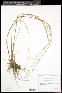 Carex chordorrhiza image