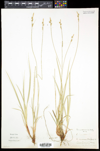 Carex communis var. communis image