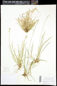 Carex communis var. communis image