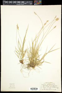 Carex communis var. communis image