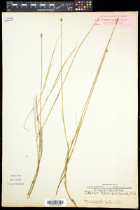 Carex chordorrhiza image