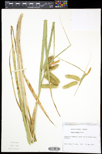 Carex comosa image