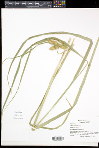 Carex comosa image