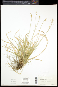 Carex communis var. communis image