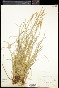 Carex communis var. communis image