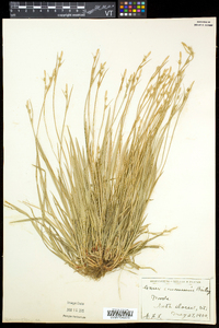 Carex communis var. communis image