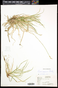 Carex communis var. communis image