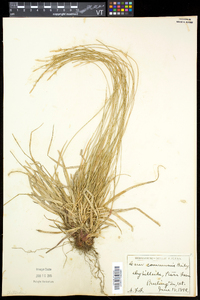 Carex communis var. communis image