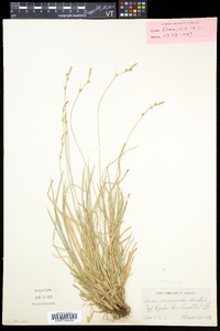 Carex communis var. communis image