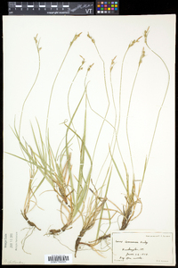 Carex communis var. communis image