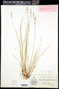 Carex communis var. communis image