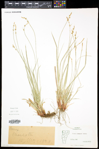 Carex communis var. communis image