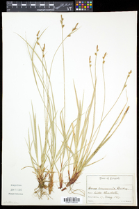Carex communis var. communis image
