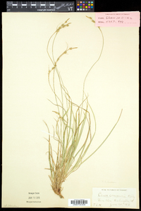 Carex communis var. communis image