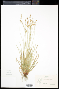 Carex communis var. communis image
