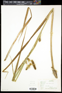 Carex comosa image