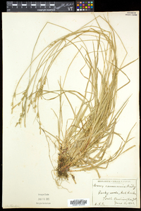 Carex communis var. communis image