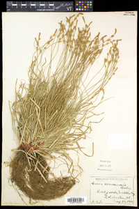Carex communis var. communis image