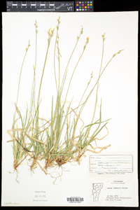 Carex communis var. communis image