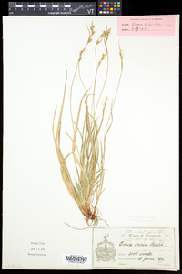 Carex communis var. communis image