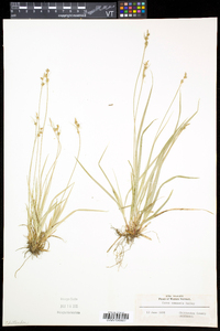 Carex communis var. communis image