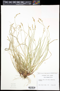 Carex communis var. communis image