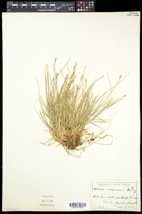 Carex communis var. communis image