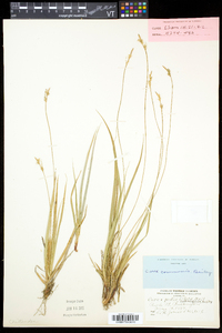 Carex communis var. communis image