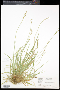 Carex communis var. communis image