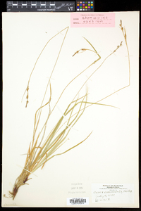 Carex communis var. communis image