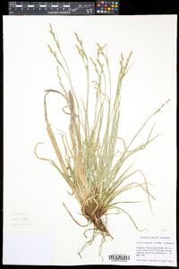 Carex communis var. communis image