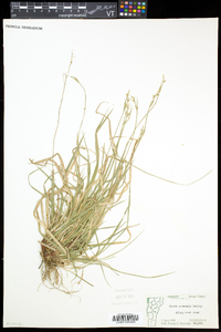 Carex communis var. communis image