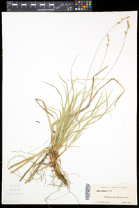 Carex communis var. communis image