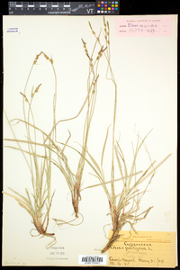 Carex communis var. communis image