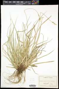 Carex communis var. communis image