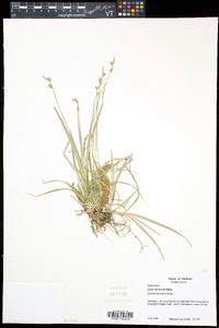 Carex communis var. communis image