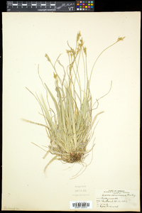 Carex communis var. communis image