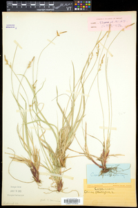 Carex communis var. communis image