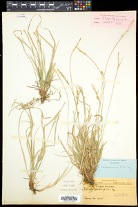 Carex communis var. communis image